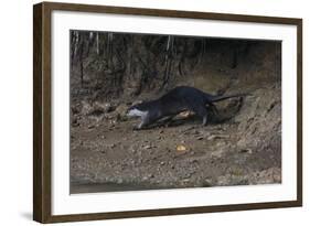 Hairy-Nosed Otter (Lutra Sumatrana)-Craig Lovell-Framed Photographic Print