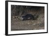 Hairy-Nosed Otter (Lutra Sumatrana)-Craig Lovell-Framed Photographic Print