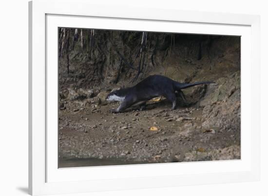 Hairy-Nosed Otter (Lutra Sumatrana)-Craig Lovell-Framed Photographic Print