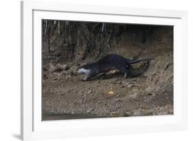 Hairy-Nosed Otter (Lutra Sumatrana)-Craig Lovell-Framed Photographic Print