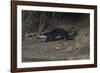 Hairy-Nosed Otter (Lutra Sumatrana)-Craig Lovell-Framed Photographic Print
