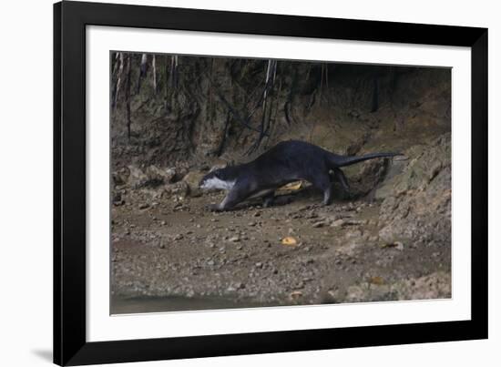 Hairy-Nosed Otter (Lutra Sumatrana)-Craig Lovell-Framed Photographic Print