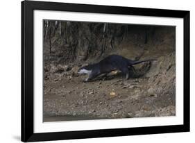 Hairy-Nosed Otter (Lutra Sumatrana)-Craig Lovell-Framed Photographic Print