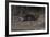 Hairy-Nosed Otter (Lutra Sumatrana)-Craig Lovell-Framed Photographic Print