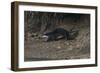 Hairy-Nosed Otter (Lutra Sumatrana)-Craig Lovell-Framed Photographic Print