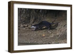 Hairy-Nosed Otter (Lutra Sumatrana)-Craig Lovell-Framed Photographic Print