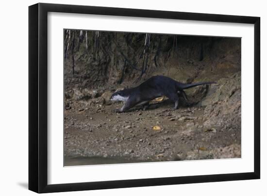 Hairy-Nosed Otter (Lutra Sumatrana)-Craig Lovell-Framed Photographic Print