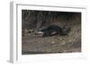 Hairy-Nosed Otter (Lutra Sumatrana)-Craig Lovell-Framed Photographic Print