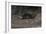 Hairy-Nosed Otter (Lutra Sumatrana)-Craig Lovell-Framed Photographic Print