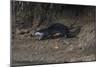 Hairy-Nosed Otter (Lutra Sumatrana)-Craig Lovell-Mounted Photographic Print