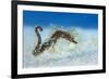 Hairy Pipehorse (Acentronura Dendritica) Female Swimming over the Seabed with Her Prehensile Tail-Alex Mustard-Framed Photographic Print