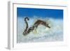 Hairy Pipehorse (Acentronura Dendritica) Female Swimming over the Seabed with Her Prehensile Tail-Alex Mustard-Framed Photographic Print