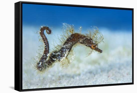 Hairy Pipehorse (Acentronura Dendritica) Female Swimming over the Seabed with Her Prehensile Tail-Alex Mustard-Framed Stretched Canvas