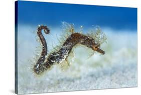 Hairy Pipehorse (Acentronura Dendritica) Female Swimming over the Seabed with Her Prehensile Tail-Alex Mustard-Stretched Canvas