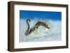 Hairy Pipehorse (Acentronura Dendritica) Female Swimming over the Seabed with Her Prehensile Tail-Alex Mustard-Framed Photographic Print