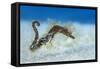 Hairy Pipehorse (Acentronura Dendritica) Female Swimming over the Seabed with Her Prehensile Tail-Alex Mustard-Framed Stretched Canvas