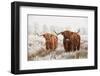 Hairy Scottish Highlanders in a Natural Winter Landscape of a National Park in Drenthe Region of Th-null-Framed Photographic Print