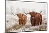 Hairy Scottish Highlanders in a Natural Winter Landscape of a National Park in Drenthe Region of Th-null-Mounted Photographic Print