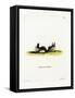 Hairy Slit-Faced Bat-null-Framed Stretched Canvas