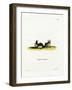 Hairy Slit-Faced Bat-null-Framed Giclee Print