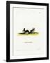 Hairy Slit-Faced Bat-null-Framed Giclee Print