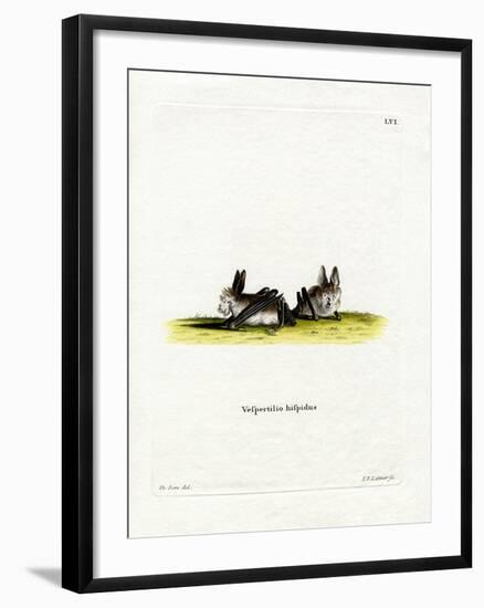 Hairy Slit-Faced Bat-null-Framed Giclee Print