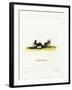 Hairy Slit-Faced Bat-null-Framed Giclee Print