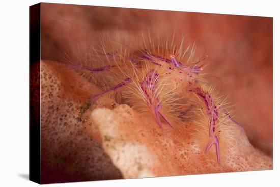 Hairy Squat Lobster Amongst a Pink and Orange Colored Sponge, Bali-null-Stretched Canvas
