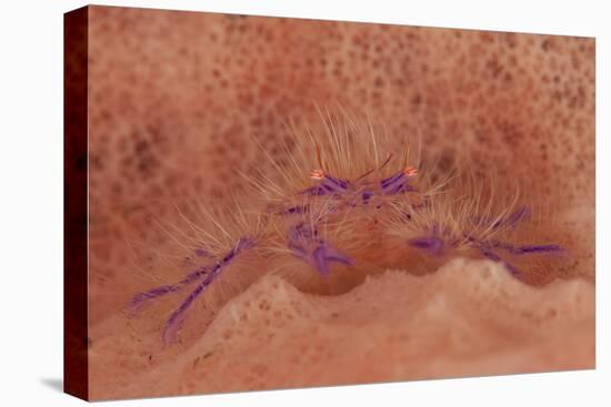 Hairy Squat Lobster Amongst a Pink and Orange Colored Sponge, Bali-null-Stretched Canvas