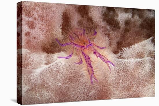 Hairy Squat Lobster-Hal Beral-Stretched Canvas