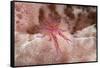 Hairy Squat Lobster-Hal Beral-Framed Stretched Canvas