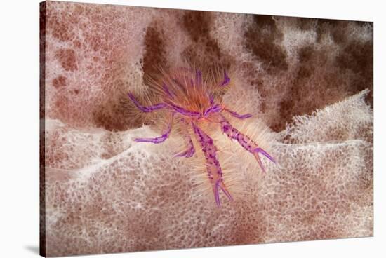 Hairy Squat Lobster-Hal Beral-Stretched Canvas