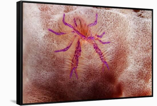 Hairy Squat Lobster-Hal Beral-Framed Stretched Canvas