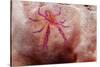 Hairy Squat Lobster-Hal Beral-Stretched Canvas