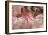 Hairy Squat Lobster-Hal Beral-Framed Photographic Print