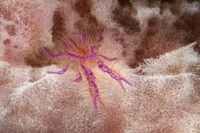 &lsquo;Hairy Squat Lobster&rsquo; Photographic Print - Hal Beral | AllPosters.com