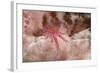 Hairy Squat Lobster-Hal Beral-Framed Photographic Print