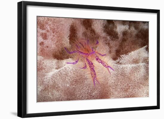 Hairy Squat Lobster-Hal Beral-Framed Photographic Print