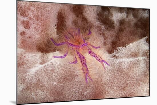 Hairy Squat Lobster-Hal Beral-Mounted Photographic Print