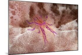 Hairy Squat Lobster-Hal Beral-Mounted Photographic Print