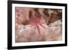 Hairy Squat Lobster-Hal Beral-Framed Photographic Print