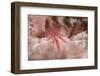 Hairy Squat Lobster-Hal Beral-Framed Photographic Print