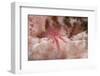 Hairy Squat Lobster-Hal Beral-Framed Photographic Print