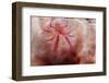 Hairy Squat Lobster-Hal Beral-Framed Photographic Print