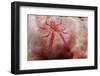 Hairy Squat Lobster-Hal Beral-Framed Photographic Print