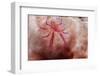 Hairy Squat Lobster-Hal Beral-Framed Photographic Print