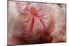 Hairy Squat Lobster-Hal Beral-Mounted Photographic Print