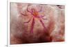 Hairy Squat Lobster-Hal Beral-Framed Photographic Print