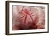 Hairy Squat Lobster-Hal Beral-Framed Photographic Print