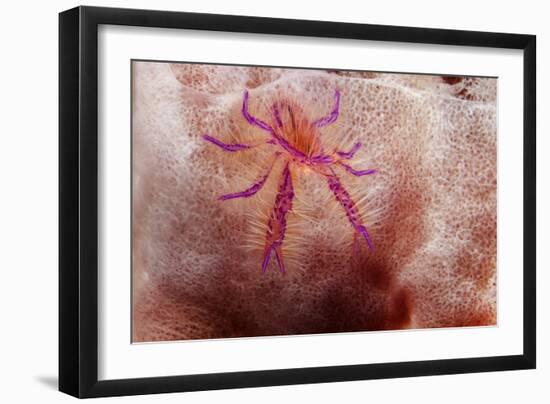 Hairy Squat Lobster-Hal Beral-Framed Photographic Print